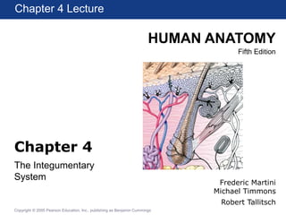 HUMAN ANATOMY 
Fifth Edition 
Chapter 4 Lecture 
Chapter 1 Lecture 
Chapter 4 
The Integumentary 
System 
Copyright © 2005 Pearson Education, Inc., publishing as Benjamin Cummings 
Frederic Martini 
Michael Timmons 
Robert Tallitsch 
 