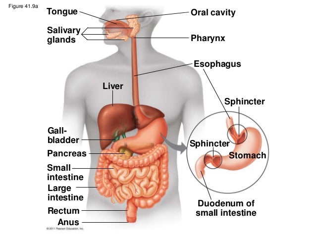 Biology (b) _ Ch41