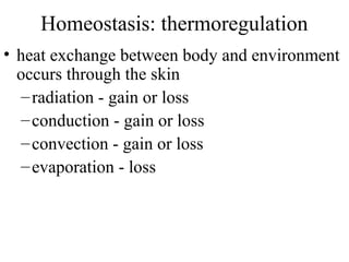Homeostasis: thermoregulation
• heat exchange between body and environment
occurs through the skin
–radiation - gain or loss
–conduction - gain or loss
–convection - gain or loss
–evaporation - loss
 