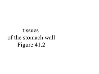 tissues
of the stomach wall
Figure 41.2
 