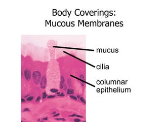 Body Coverings: 
Mucous Membranes 
mucus 
cilia 
columnar 
epithelium 
 