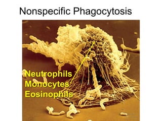 Nonspecific Phagocytosis 
Neutrophils 
Monocytes 
Eosinophils 
 