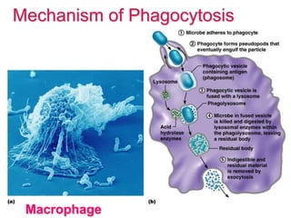 Mechanism of Phagocytosis 
Mechanism of Phagocytosis 
Macrophage 
 