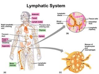 Lymphatic System 
 