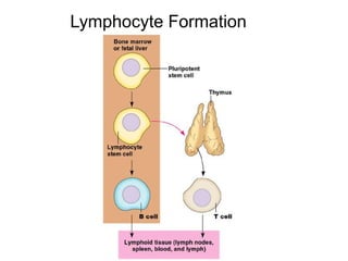 Lymphocyte Formation 
 