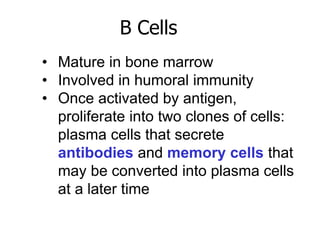 B Cells 
• Mature in bone marrow 
• Involved in humoral immunity 
• Once activated by antigen, 
proliferate into two clones of cells: 
plasma cells that secrete 
antibodies and memory cells that 
may be converted into plasma cells 
at a later time 
 