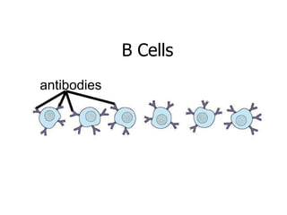 B Cells 
antibodies 
 