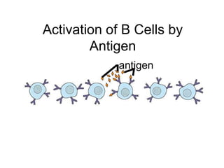 Activation of B Cells by 
Antigen 
antigen 
 