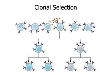 Clonal Selection 
 