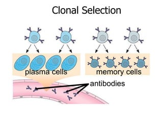 Clonal Selection 
plasma cells memory cells 
antibodies 
 