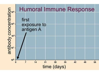 Humoral Immune Response 
time (days) 
antibody concentration 
first 
exposure to 
antigen A 
 