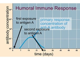 Humoral Immune Response 
time (days) 
antibody concentration 
first exposure 
to antigen A 
primary response: 
concentration of 
anti-A antibody second exposure 
to antigen A 
 