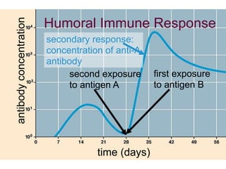 Humoral Immune Response 
time (days) 
antibody concentration 
secondary response: 
concentration of anti-A 
antibody 
second exposure 
to antigen A 
first exposure 
to antigen B 
 