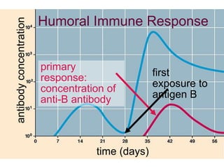 Humoral Immune Response 
time (days) 
antibody concentration 
primary 
response: 
concentration of 
anti-B antibody 
first 
exposure to 
antigen B 
 