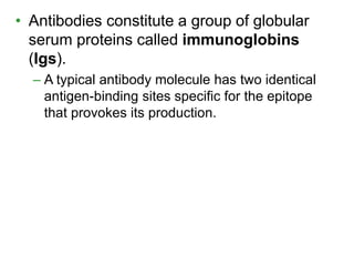 • Antibodies constitute a group of globular 
serum proteins called immunoglobins 
(Igs). 
– A typical antibody molecule has two identical 
antigen-binding sites specific for the epitope 
that provokes its production. 
 