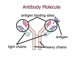 Antibody Molecule 
antigen binding sites 
antigen 
light chains heavy chains 
 