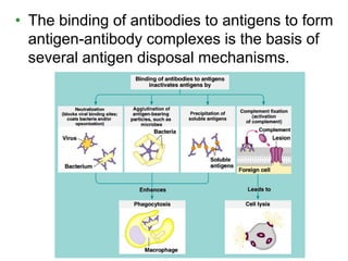 • The binding of antibodies to antigens to form 
antigen-antibody complexes is the basis of 
several antigen disposal mechanisms. 
 