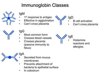 Immunoglobin Classes 
IgM 
• 1st response to antigen 
• Effective in agglutination 
• Can’t cross placenta 
IgG 
• Most common form 
• Crosses blood vessels 
• Crosses placenta 
(passive immunity to 
fetus) 
IgA 
• Secreted from mucus 
membranes 
• Prevents attachment of 
bacteria to epithelial surface 
• In colostrum 
IgD 
• B cell activation 
• Can’t cross placenta 
IgE 
• Histamine 
reactions and 
allergies 
 