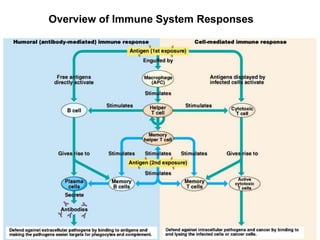 Overview of Immune System Responses 
 