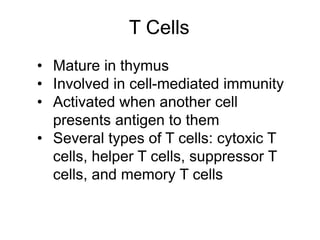 T Cells 
• Mature in thymus 
• Involved in cell-mediated immunity 
• Activated when another cell 
presents antigen to them 
• Several types of T cells: cytoxic T 
cells, helper T cells, suppressor T 
cells, and memory T cells 
 