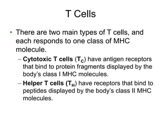 T Cells 
• There are two main types of T cells, and 
each responds to one class of MHC 
molecule. 
– Cytotoxic T cells (TC) have antigen receptors 
that bind to protein fragments displayed by the 
body’s class I MHC molecules. 
– Helper T cells (TH) have receptors that bind to 
peptides displayed by the body’s class II MHC 
molecules. 
 