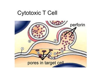 Cytotoxic T Cell 
perforin 
pores in target cell 
 