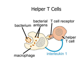 Helper T Cells 
T cell receptor 
helper 
T cell 
bacterium 
bacterial 
antigens 
macrophage interleukin 1 
 
