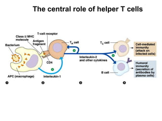 The central role of helper T cells 
 