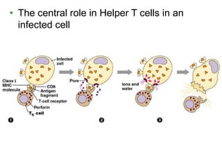 • The central role in Helper T cells in an 
infected cell 
 