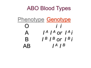 ABO Blood Types 
Phenotype Genotype 
O i i 
A I A I A or I A i 
B I B I B or I B i 
AB I A I B 
 