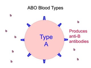 ABO Blood Types 
Type 
A 
Produces 
anti-B 
antibodies 
b 
b 
b 
b 
b 
b 
b 
b 
 