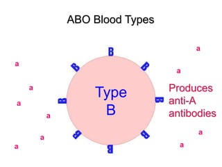 ABO Blood Types 
Type 
B 
Produces 
anti-A 
antibodies 
a 
a 
a 
a 
a 
a a 
a 
a 
a 
 