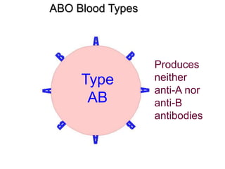 ABO Blood Types 
Type 
AB 
Produces 
neither 
anti-A nor 
anti-B 
antibodies 
 