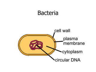 Bacteria 
cell wall 
plasma 
membrane 
cytoplasm 
circular DNA 
 
