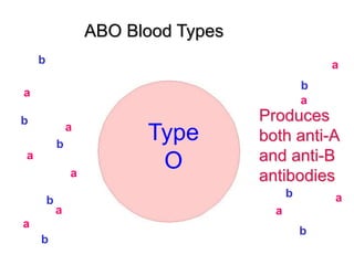ABO Blood Types 
Type 
O 
Produces 
both anti-A 
and anti-B 
antibodies 
a 
a 
a 
a 
a 
a 
a 
a 
a 
a 
b 
b 
b 
b 
b 
b 
b 
b 
 