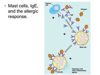 • Mast cells, IgE, 
and the allergic 
response. 
 