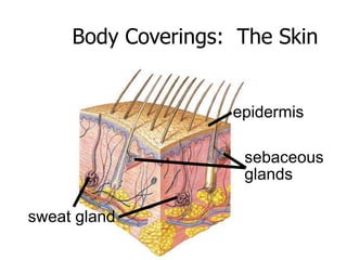 Body Coverings: The Skin 
sebaceous 
glands 
sweat gland 
epidermis 
 