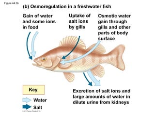 Figure 44.3b
(b) Osmoregulation in a freshwater fish
Gain of water
and some ions
in food
Uptake of
salt ions
by gills
Osmotic water
gain through
gills and other
parts of body
surface
Excretion of salt ions and
large amounts of water in
dilute urine from kidneys
Key
Water
Salt
 