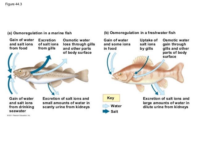 body of in the examples salts Ch44