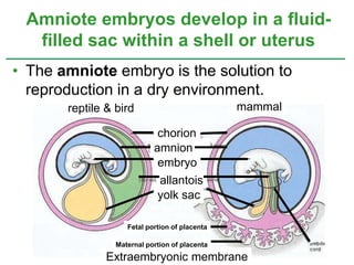 • The amniote embryo is the solution to
reproduction in a dry environment.
Amniote embryos develop in a fluid-
filled sac within a shell or uterus
chorion
amnion
embryo
allantois
yolk sac
Extraembryonic membrane
Fetal portion of placenta
Maternal portion of placenta
reptile & bird mammal
 