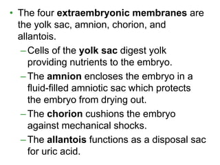 • The four extraembryonic membranes are
the yolk sac, amnion, chorion, and
allantois.
–Cells of the yolk sac digest yolk
providing nutrients to the embryo.
–The amnion encloses the embryo in a
fluid-filled amniotic sac which protects
the embryo from drying out.
–The chorion cushions the embryo
against mechanical shocks.
–The allantois functions as a disposal sac
for uric acid.
 