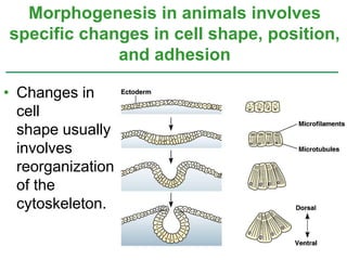 • Changes in
cell
shape usually
involves
reorganization
of the
cytoskeleton.
Morphogenesis in animals involves
specific changes in cell shape, position,
and adhesion
 
