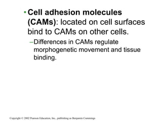 •Cell adhesion molecules
(CAMs): located on cell surfaces
bind to CAMs on other cells.
–Differences in CAMs regulate
morphogenetic movement and tissue
binding.
Copyright © 2002 Pearson Education, Inc., publishing as Benjamin Cummings
 