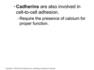•Cadherins are also involved in
cell-to-cell adhesion.
–Require the presence of calcium for
proper function.
Copyright © 2002 Pearson Education, Inc., publishing as Benjamin Cummings
 