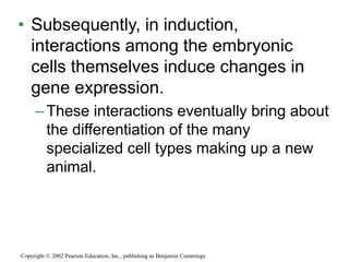 • Subsequently, in induction,
interactions among the embryonic
cells themselves induce changes in
gene expression.
–These interactions eventually bring about
the differentiation of the many
specialized cell types making up a new
animal.
Copyright © 2002 Pearson Education, Inc., publishing as Benjamin Cummings
 
