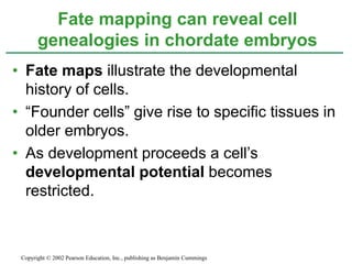 • Fate maps illustrate the developmental
history of cells.
• “Founder cells” give rise to specific tissues in
older embryos.
• As development proceeds a cell’s
developmental potential becomes
restricted.
Fate mapping can reveal cell
genealogies in chordate embryos
Copyright © 2002 Pearson Education, Inc., publishing as Benjamin Cummings
 