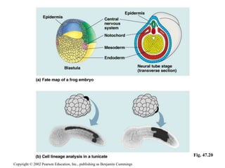 Copyright © 2002 Pearson Education, Inc., publishing as Benjamin Cummings
Fig. 47.20
 