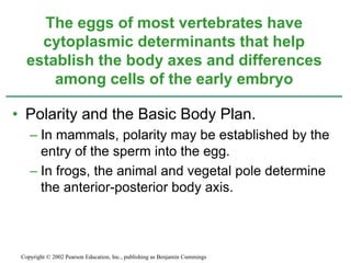 • Polarity and the Basic Body Plan.
– In mammals, polarity may be established by the
entry of the sperm into the egg.
– In frogs, the animal and vegetal pole determine
the anterior-posterior body axis.
The eggs of most vertebrates have
cytoplasmic determinants that help
establish the body axes and differences
among cells of the early embryo
Copyright © 2002 Pearson Education, Inc., publishing as Benjamin Cummings
 