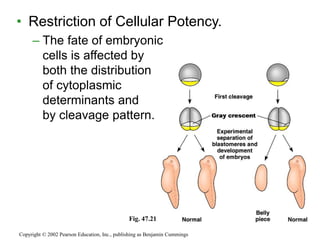 • Restriction of Cellular Potency.
– The fate of embryonic
cells is affected by
both the distribution
of cytoplasmic
determinants and
by cleavage pattern.
Copyright © 2002 Pearson Education, Inc., publishing as Benjamin Cummings
Fig. 47.21
 