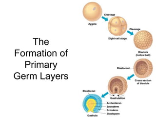 The
Formation of
Primary
Germ Layers
 